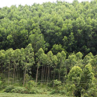 Chứng chỉ CERs là gì? Giá bán CER là bao nhiêu?